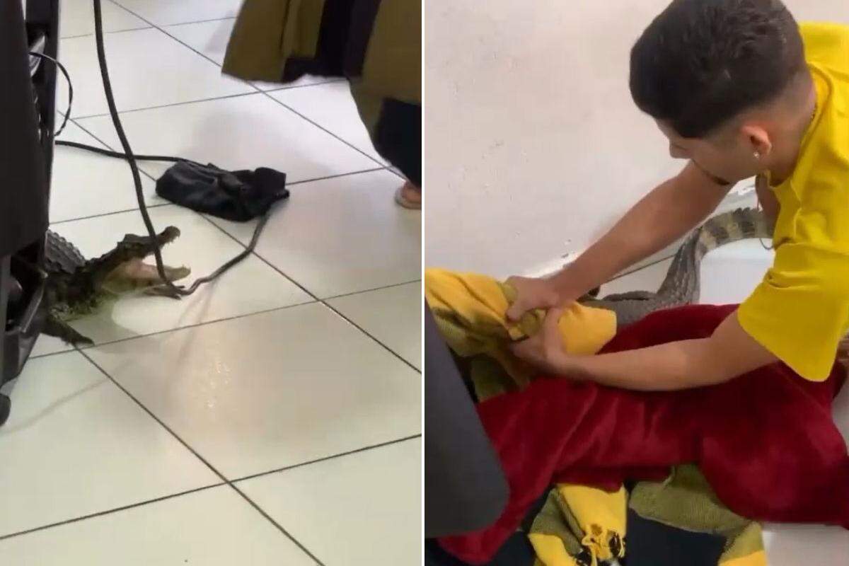 Animal foi removido por um morador