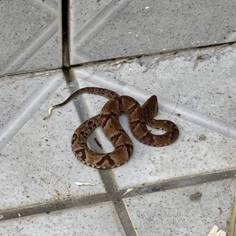 A cobra jararaca foi encontrada no quintal da casa