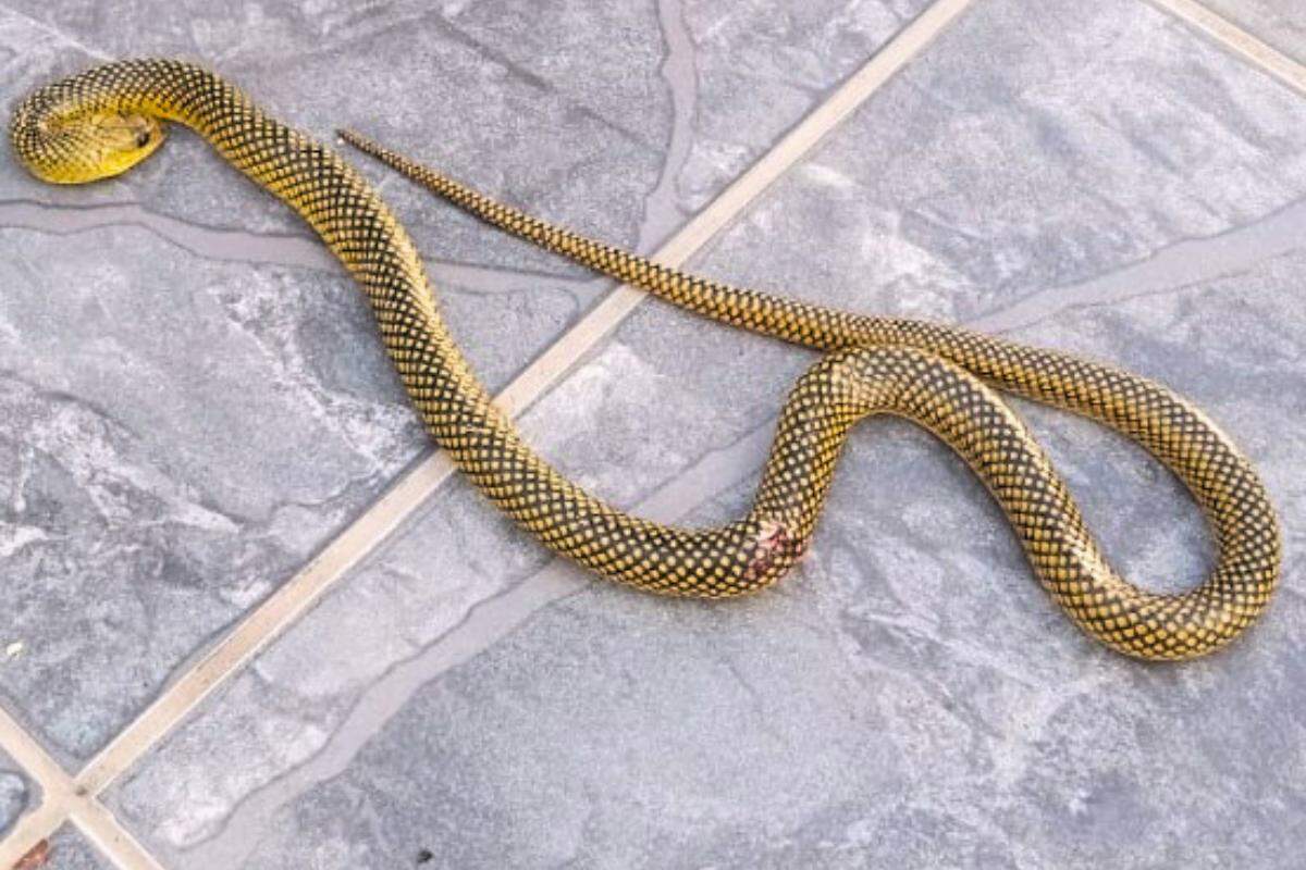 A cobra acabou morta dentro da residência na Baixada Santista