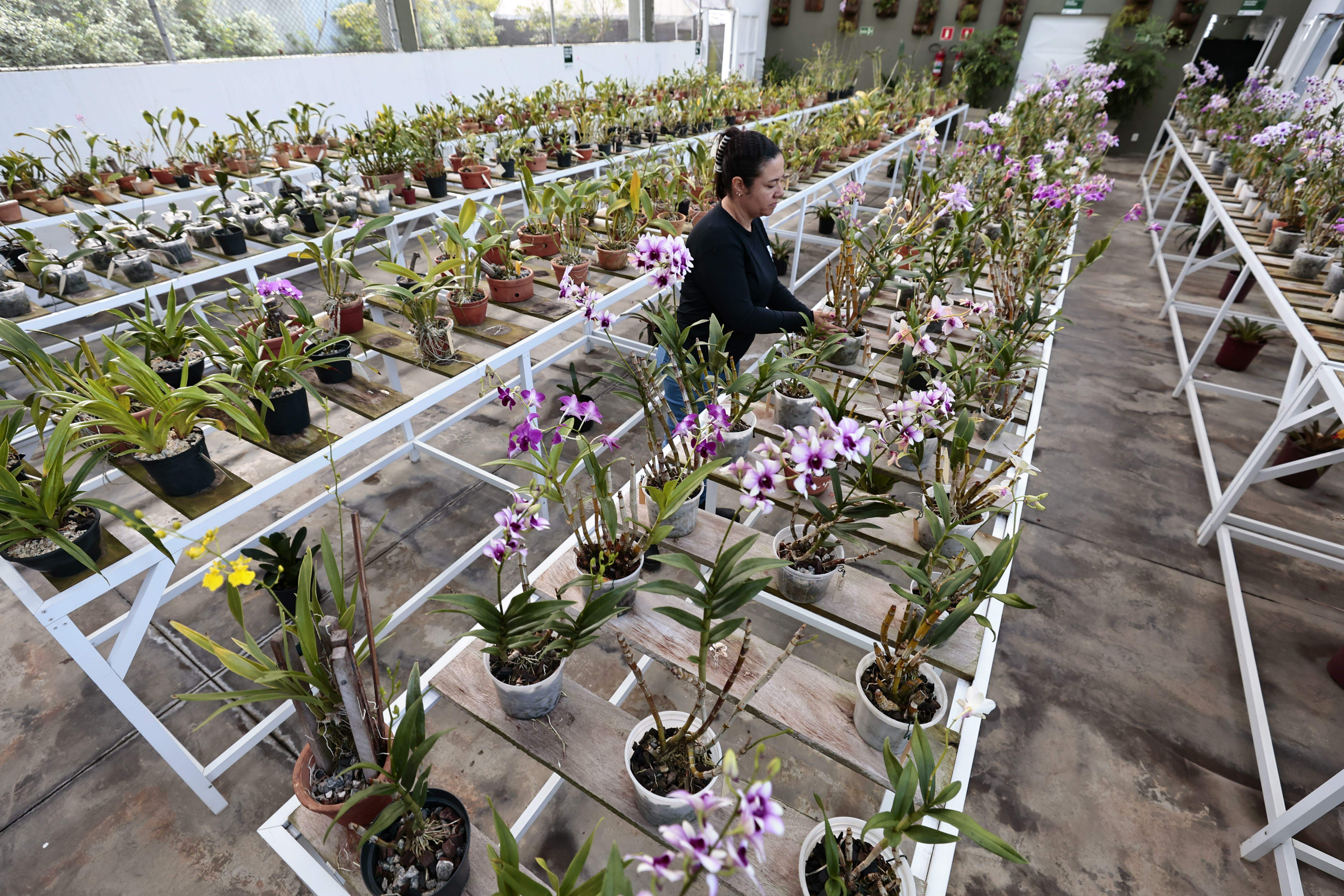 No Orquidário há 23 gêneros e mais de 3 mil espécies em exposição