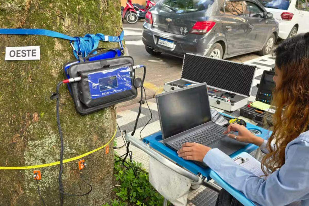 Tomógrafo e resistógrafo são tecnologias avançadas que inspecionam a saúde interna de árvores urbanas