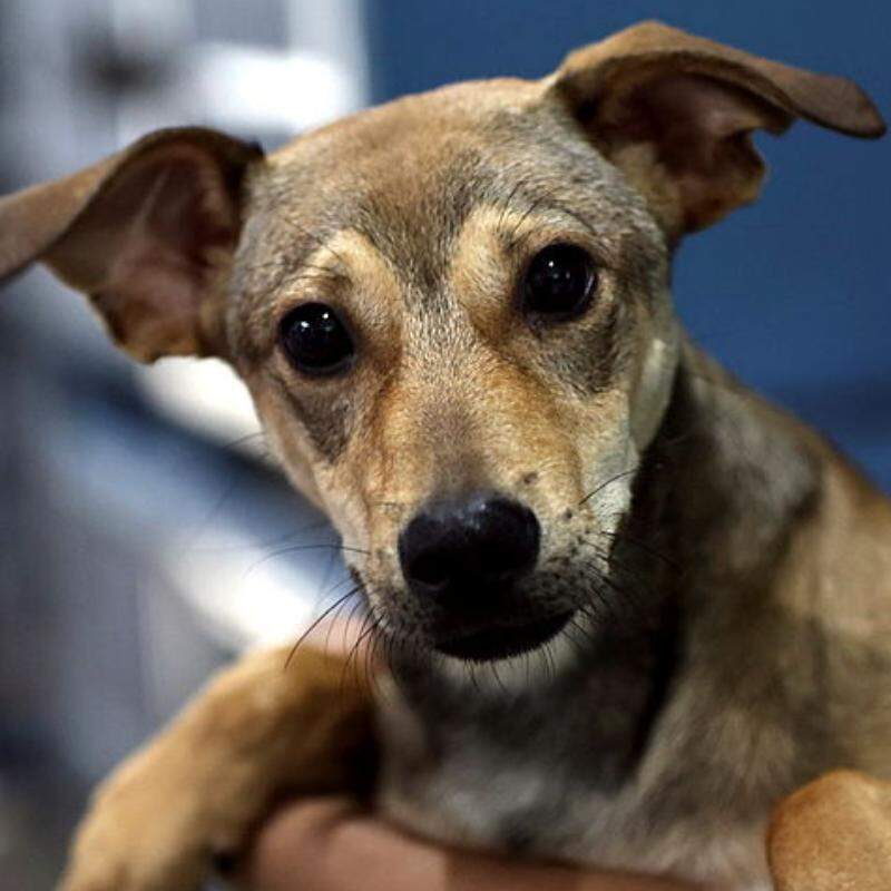 Os materiais para aquecer pets podem ser doados em quatro pontos