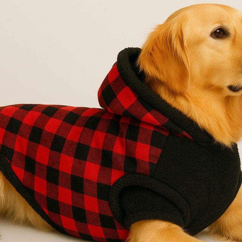 Roupa para pets no frio: saiba quando o agasalho é realmente necessário